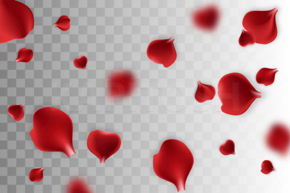 Download Falling Rose Petals on Transparent Back - Petals Collection